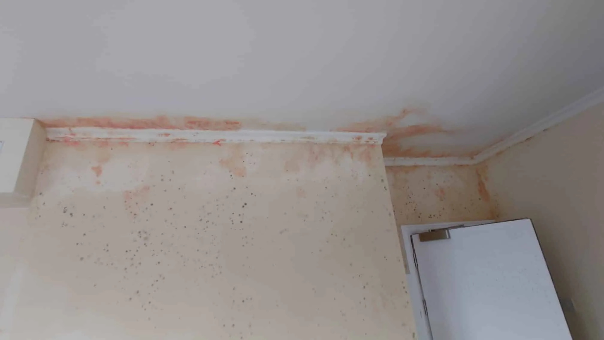 Toilet and Bathroom Anti-Mold Ceiling Painting